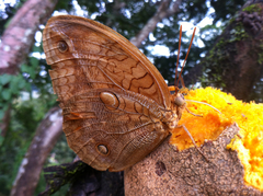 Opsiphanes boisduvallii