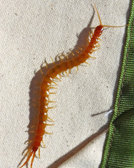 Scolopocryptops gracilis