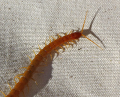 Scolopocryptops gracilis