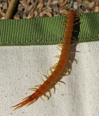 Scolopocryptops gracilis