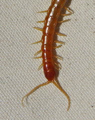 Scolopocryptops gracilis