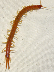 Scolopocryptops gracilis