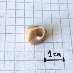 Calliostoma jucundum