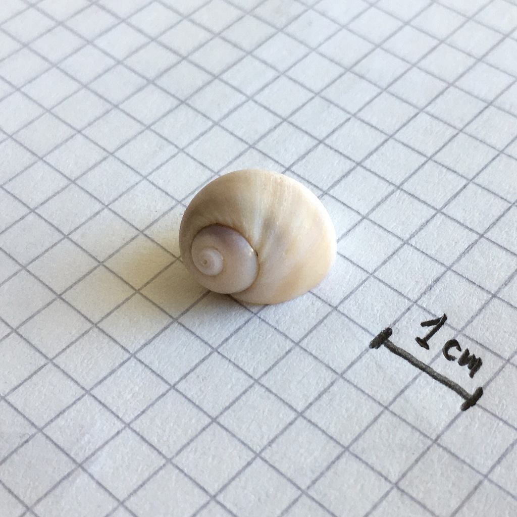 Notocochlis isabelleana
