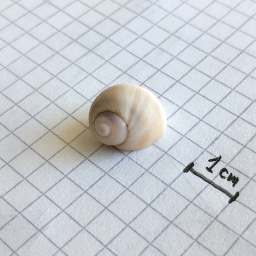 Notocochlis isabelleana