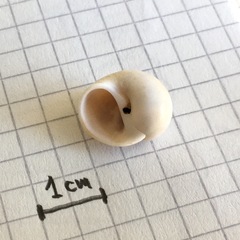 Notocochlis isabelleana