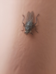 Hippoboscoidea