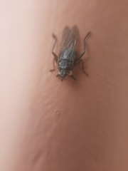 Hippoboscoidea