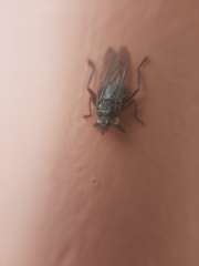 Hippoboscoidea