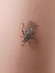 Hippoboscoidea