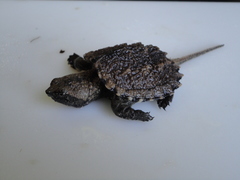 Chelydra rossignonii
