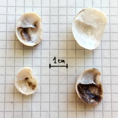 Bostrycapulus odites