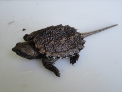 Chelydra rossignonii