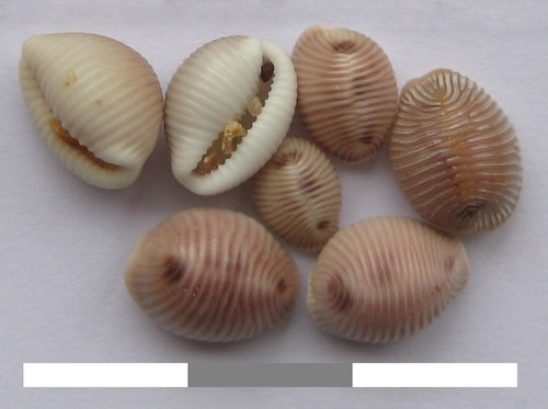 European cowrie
