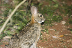 Sylvilagus brasiliensis