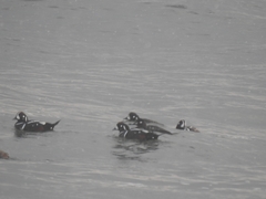 Histrionicus histrionicus