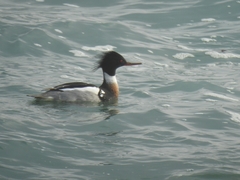 Mergus serrator