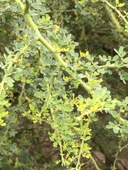 Parkinsonia texana macra