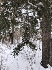 Picea