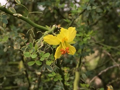 Parkinsonia texana macra