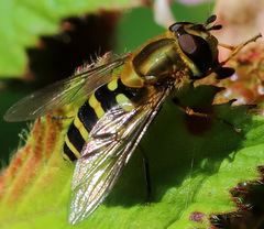 Syrphus torvus