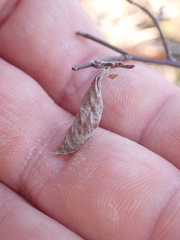 Callosamia promethea