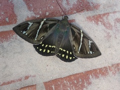 Eupalamides cyparissias