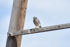 Spiziapteryx circumcincta