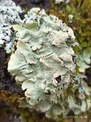 Flavoparmelia caperata