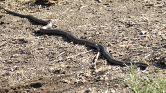 Philodryas chamissonis