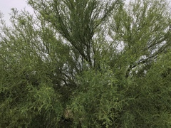 Parkinsonia texana macra