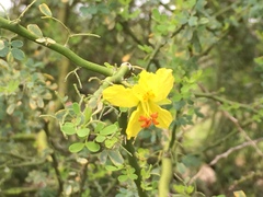 Parkinsonia texana macra