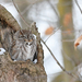 Eastern Screech-Owl - Photo (c) Josh Vandermeulen, some rights reserved (CC BY-NC-ND), uploaded by Josh Vandermeulen
