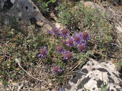 Helianthemum ledifolium