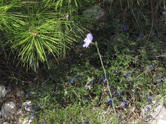 Lithodora fruticosa