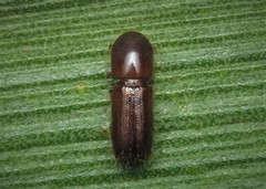 Xyleborinus saxesenii