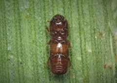 Xyleborinus saxesenii