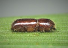 Xyleborinus saxesenii