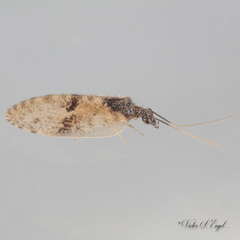 Sympherobius amiculus