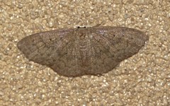 Cyclophora obstataria