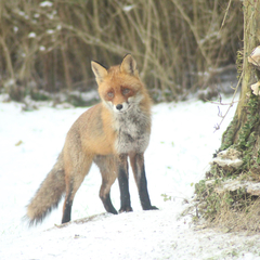 Vulpes vulpes vulpes