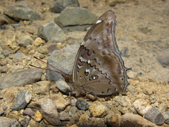 Historis acheronta