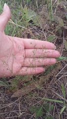 Galium tenuissimum