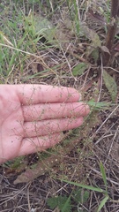 Galium tenuissimum