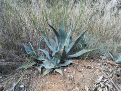 Agave americana