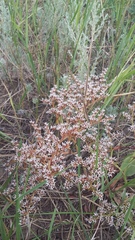 Goniolimon tauricum
