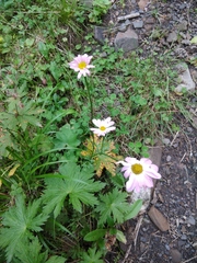 Tanacetum coccineum