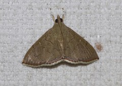 Hyalobathra crenulata