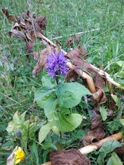 Asyneuma campanuloides