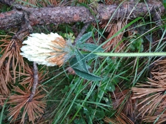 Trifolium caucasicum